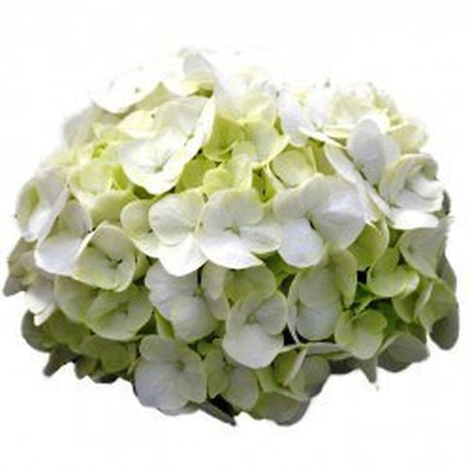 Hortensias Blancas