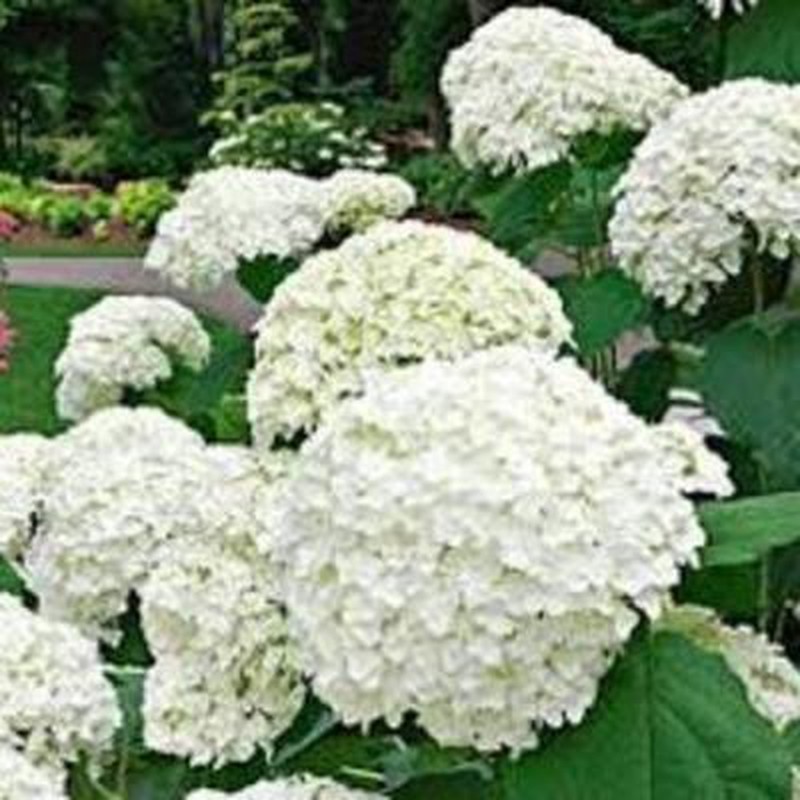 Hortensias Blancas — Floresfrescasonline