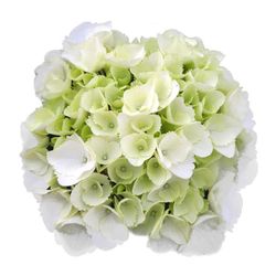 Hortensias Blancas