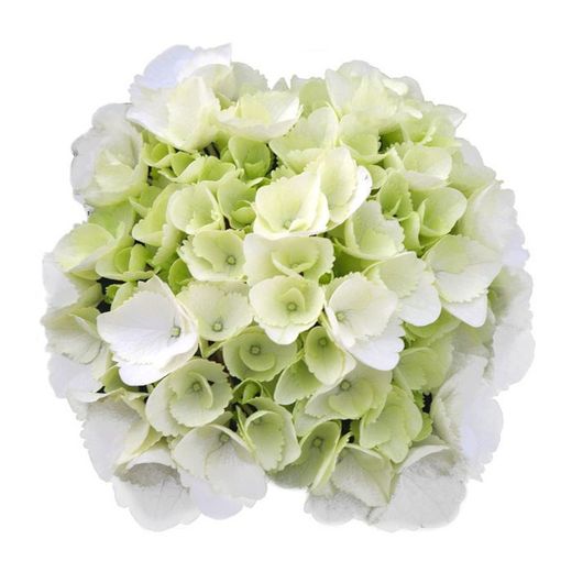 Hortensias Blancas