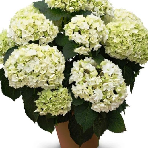 Hortensias Blancas