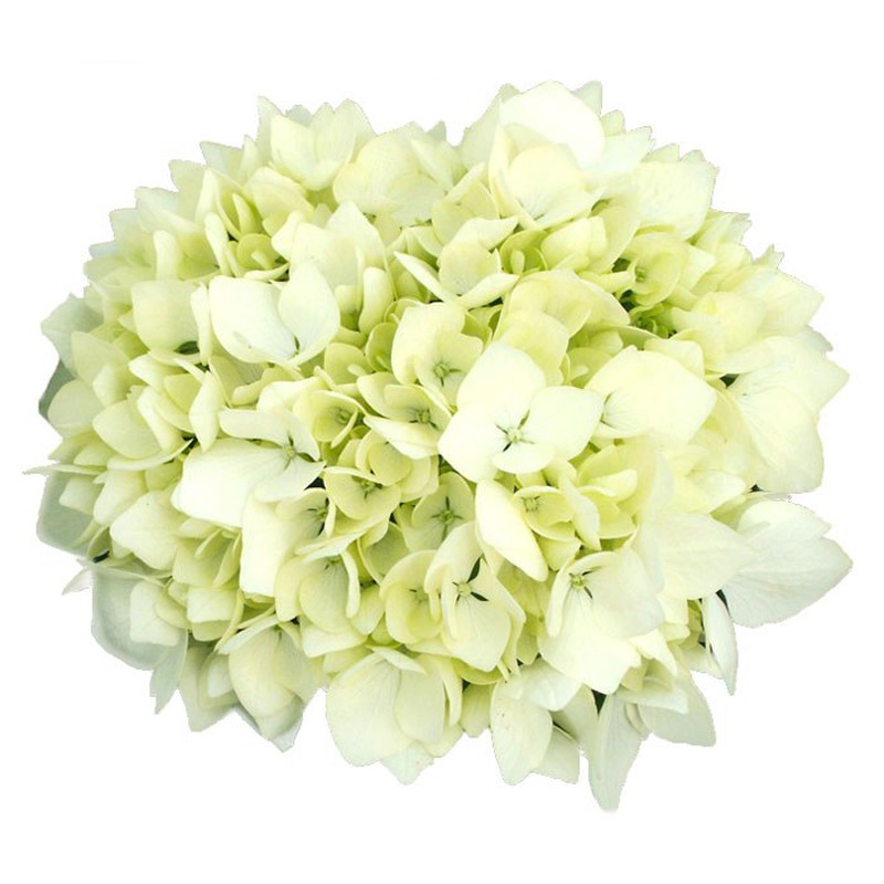 Hortensias Blancas — Floresfrescasonline