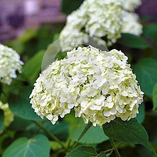 Hortensias Blancas