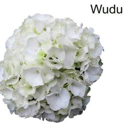 Hortensias Blancas