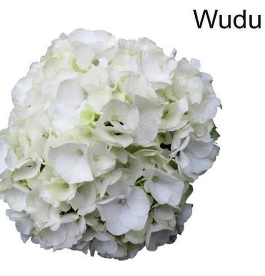 Hortensias Blancas