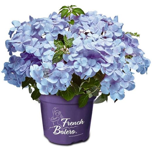 Hortensias French Bolero