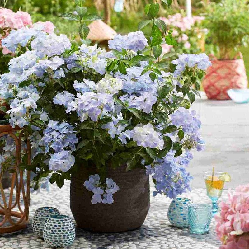 Hortensias French Bolero Azul