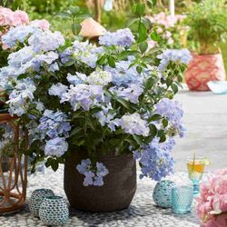 Hortensias French Bolero