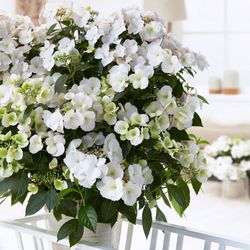 Hortensias French Bolero