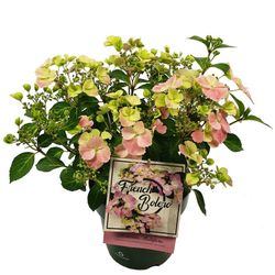 Hortensias French Bolero