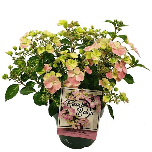 Hortensias French Bolero