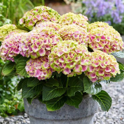 Hortensias Magical