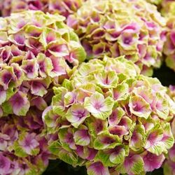 Hortensias Magical
