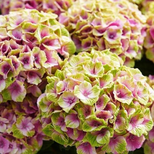 Hortensias Magical
