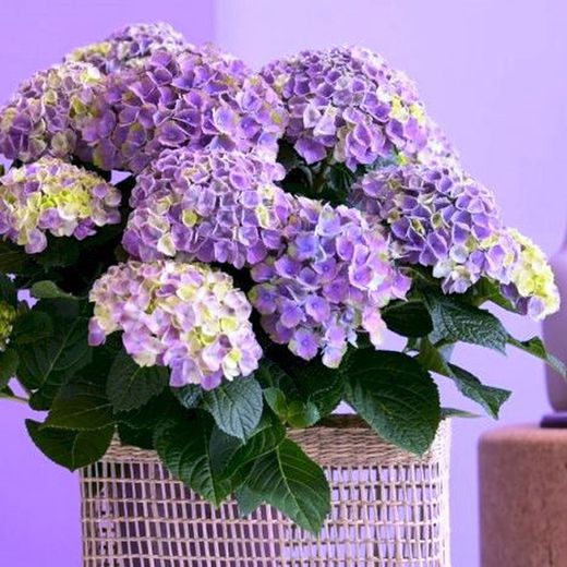 Hortensias Magical