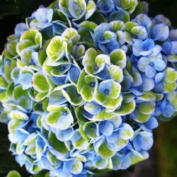 Hortensias Magical