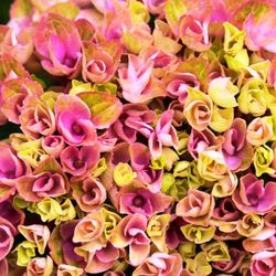 Hortensias Magical