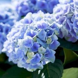 Hortensias Magical