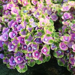 Hortensias Magical