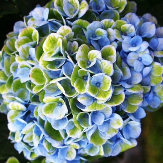 Hortensias Magical