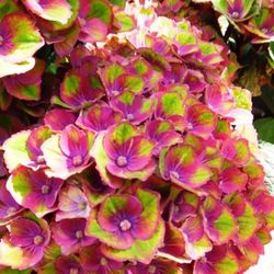 Hortensias Magical