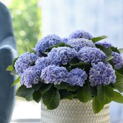 Hortensias Magical