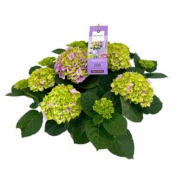 Hortensias Magical