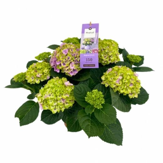 Hortensias Magical