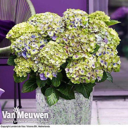 Hortensias Magical