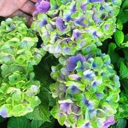 Hortensias Magical