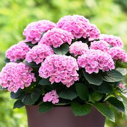 Hortensias Magical
