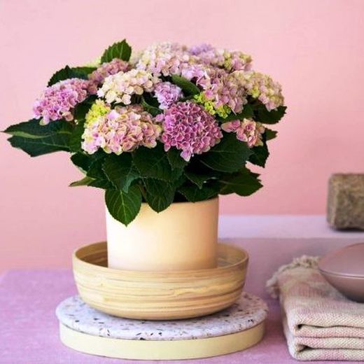 Hortensias Magical