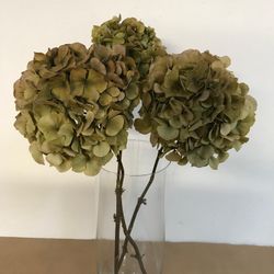 Hortensias Otoñales Secas