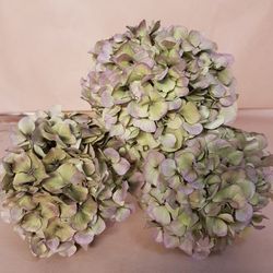 Hortensias Otoñales Secas