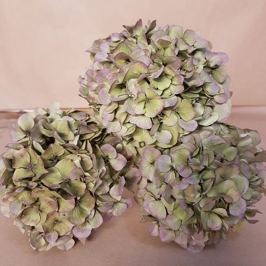 Hortensias Otoñales Secas