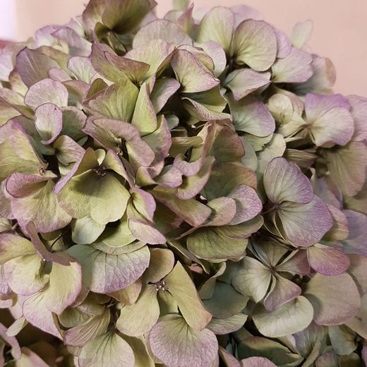 Hortensias Otoñales Secas