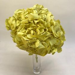 Hortensias Preservadas