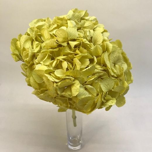Hortensias Preservadas