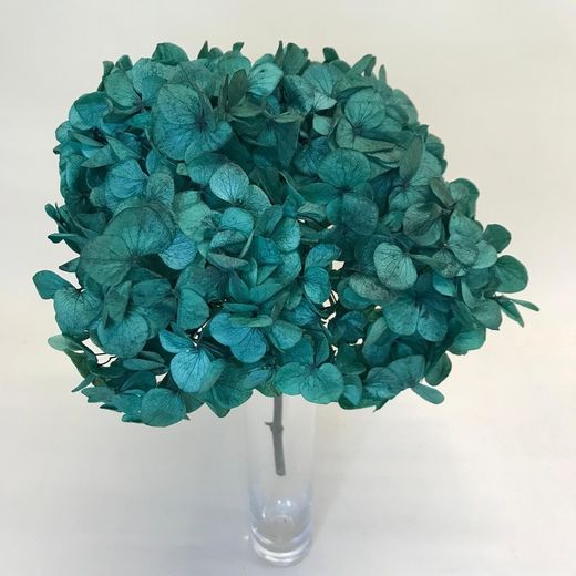 Hortensias Preservadas