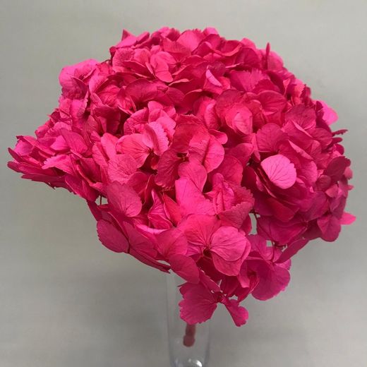 Hortensias Preservadas