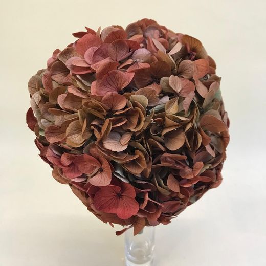Hortensias Preservadas
