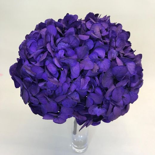 Hortensias Preservadas