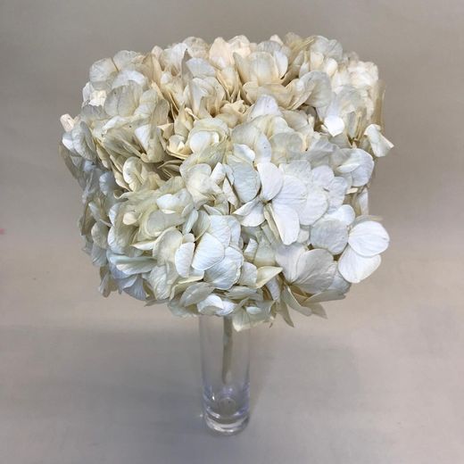 Hortensias Preservadas