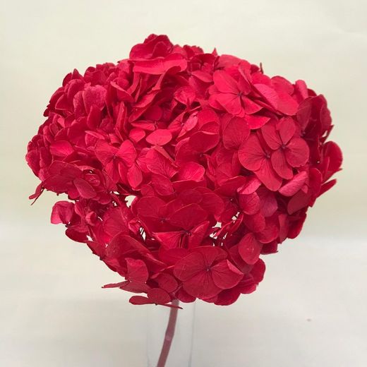 Hortensias Preservadas Premium