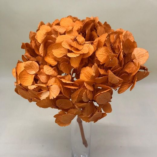 Hortensias Preservadas Premium