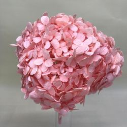 Hortensias Preservadas Premium