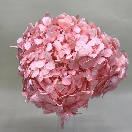 Hortensias Preservadas Premium