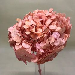 Hortensias Preservadas Premium