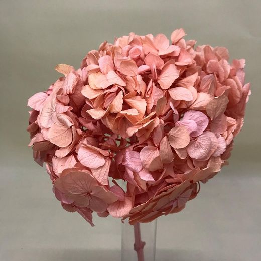 Hortensias Preservadas Premium