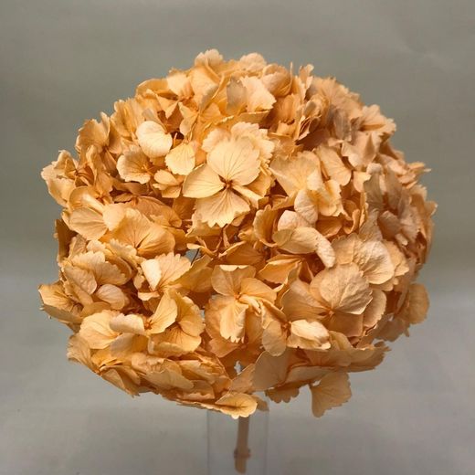 Hortensias Preservadas Premium